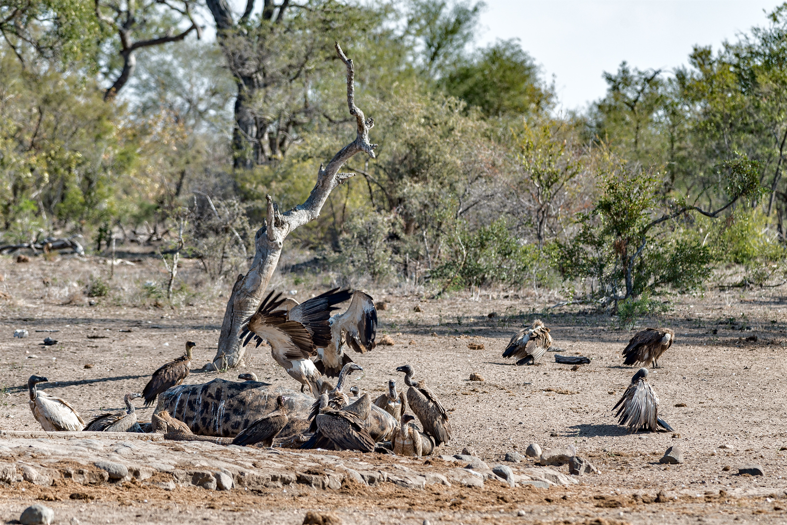 Kruger 034 copia